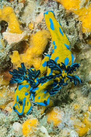 Verco's Nudibranch