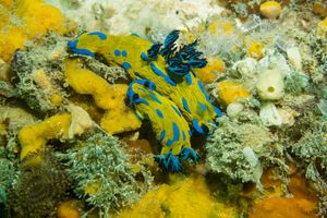 Verco's Nudibranch