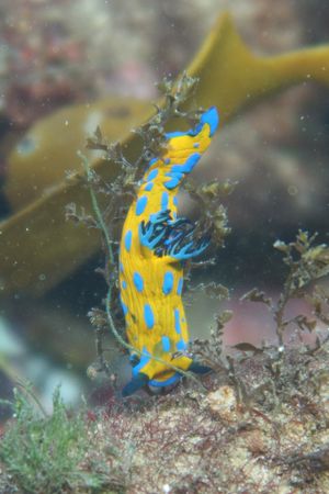 Verco's Nudibranch