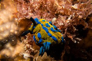 Verco's Nudibranch