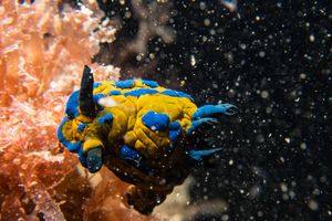 Verco's Nudibranch