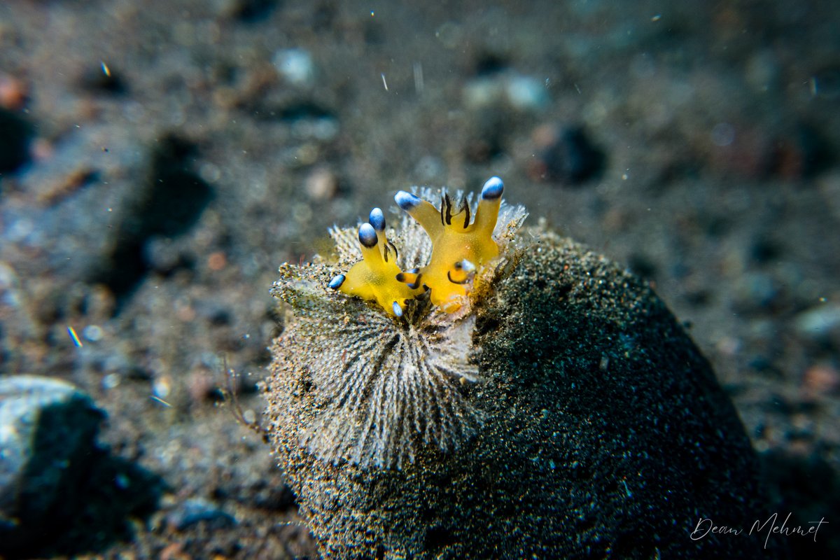 Pikachu Nudibranch