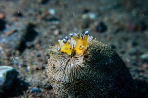 Thecacera representative species