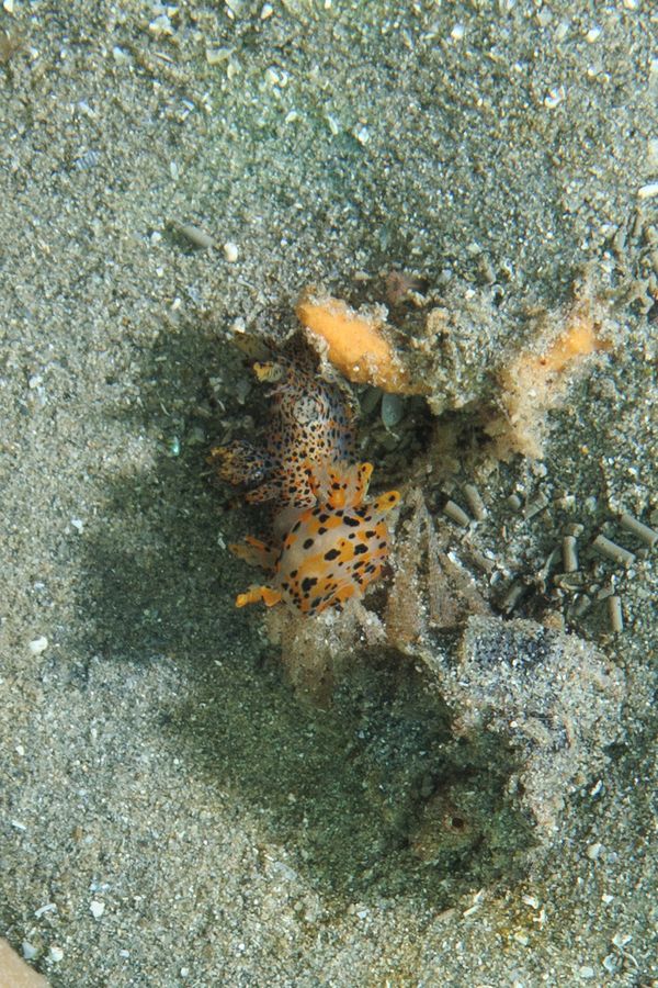 Winged Thecacera - Photo 1
