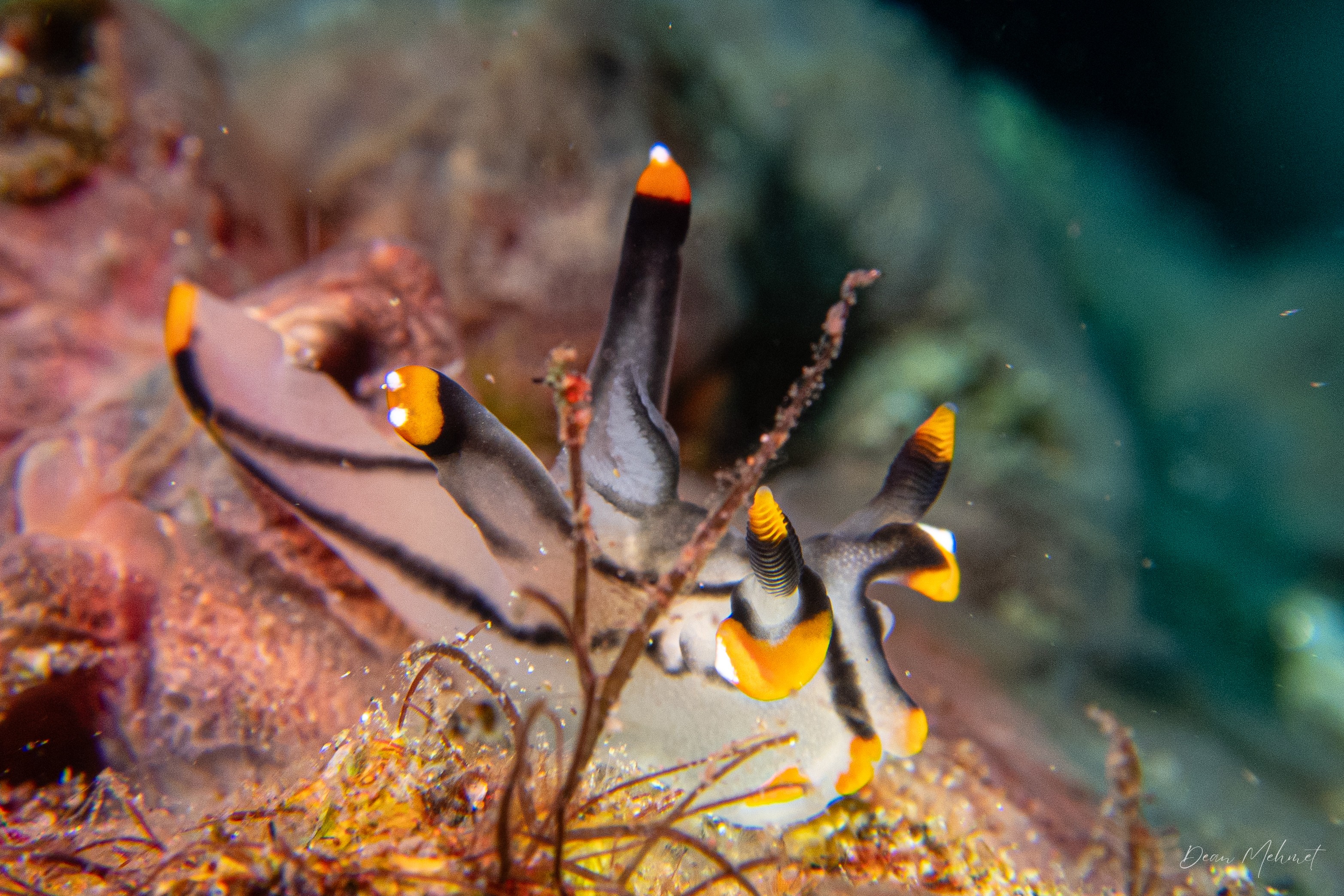 Thecacera picta