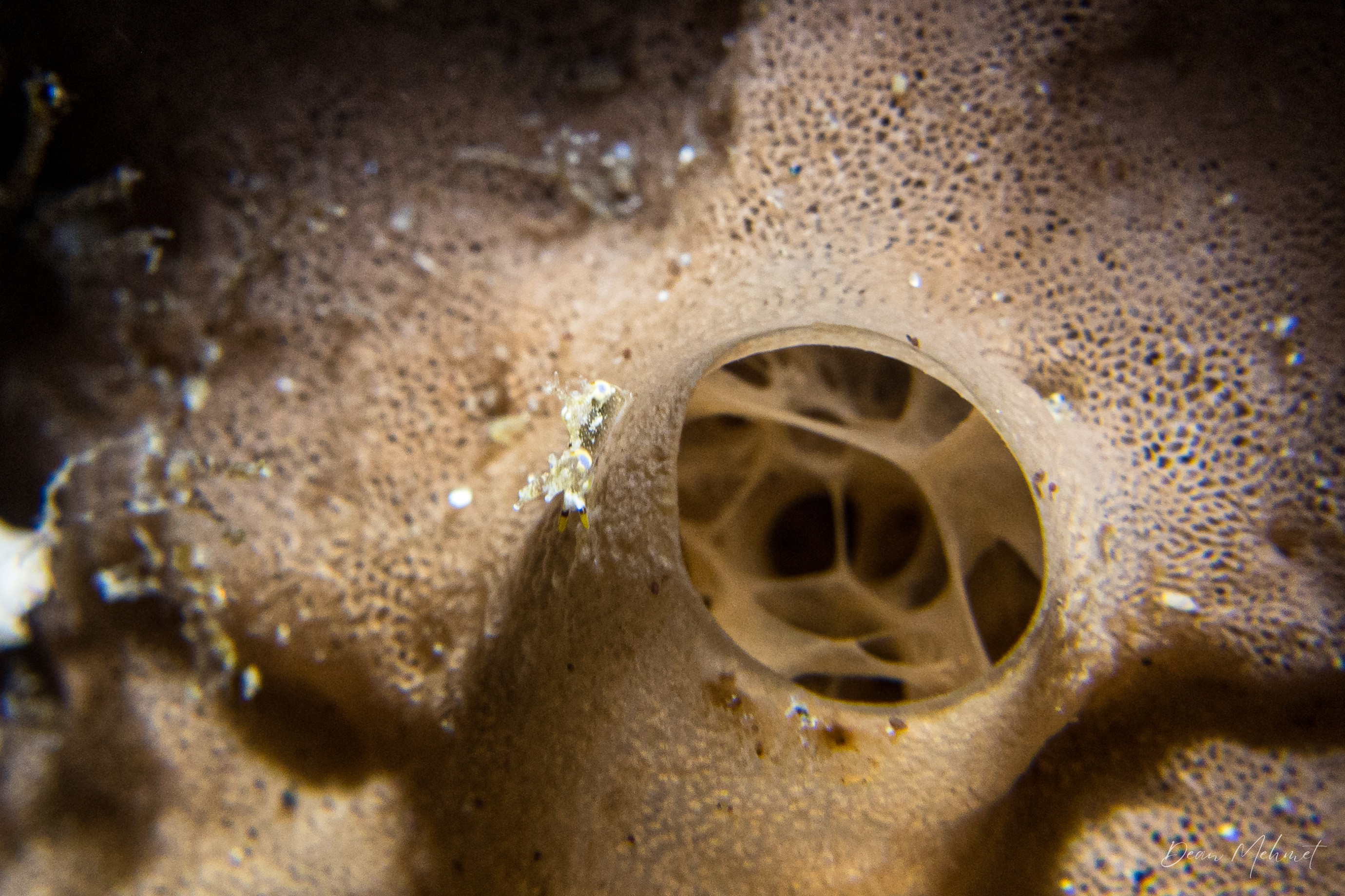 Thecacera picta
