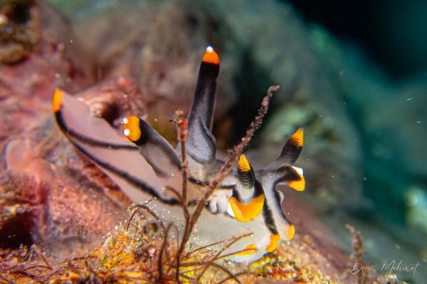 Thecacera picta - Photo 1