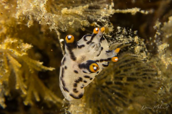Thecacera picta - Photo 7
