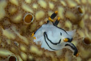 Thecacera picta