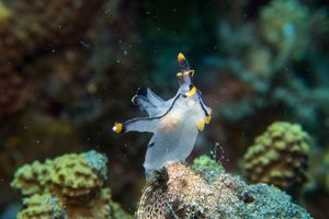 Thecacera picta