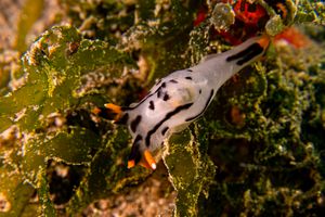 Thecacera picta