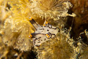 Thecacera picta