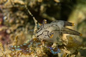 Thecacera picta