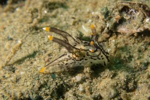Thecacera picta
