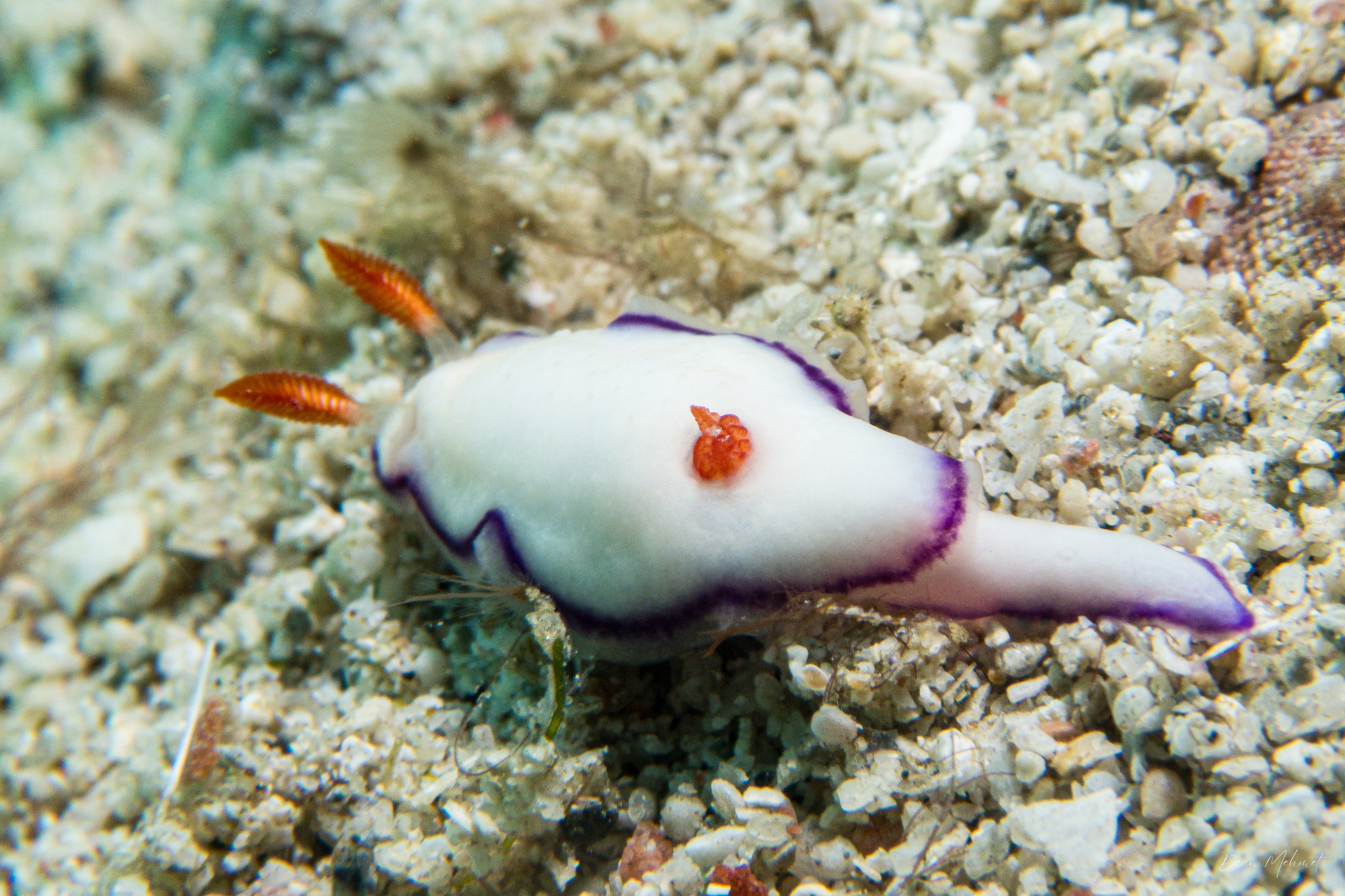 Danielle's Nudibranch
