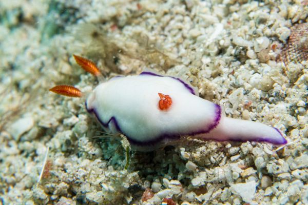 Danielles Nudibranch - Photo 1