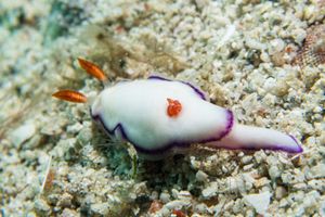 Thorunna representative species