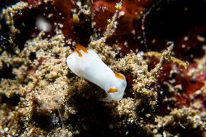 Trapania vitta representative species