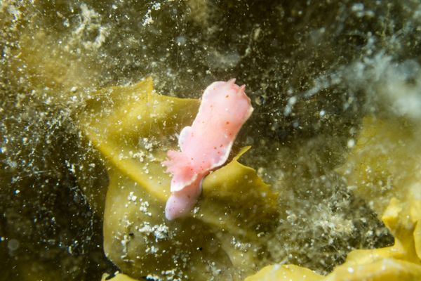 Pink Sponge Verconia - Photo 1