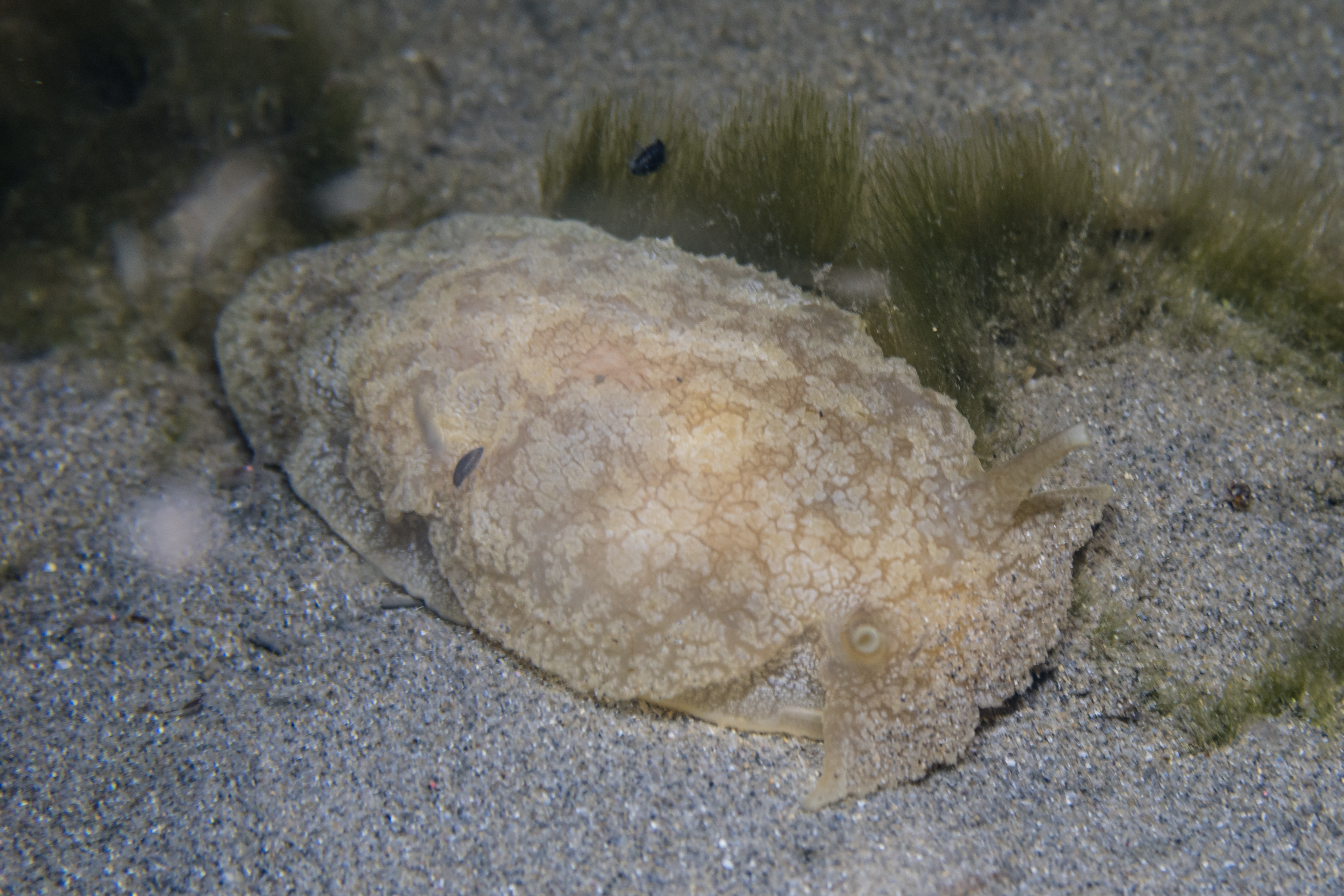 Grey Side-gilled Sea Slug