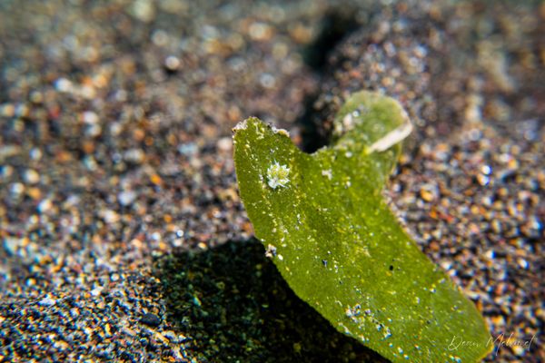 little leaf-sheep - Photo 17