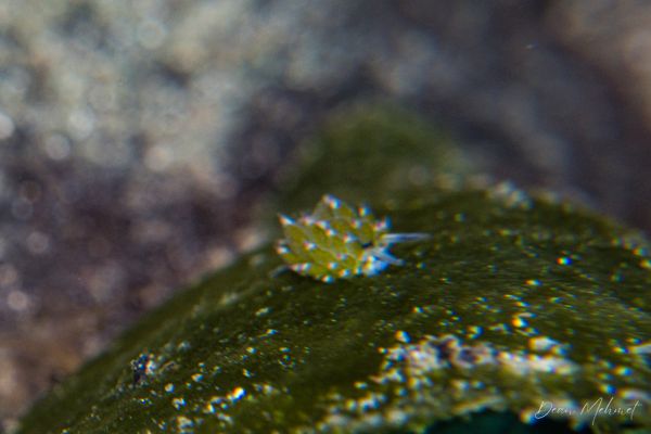 little leaf-sheep - Photo 18