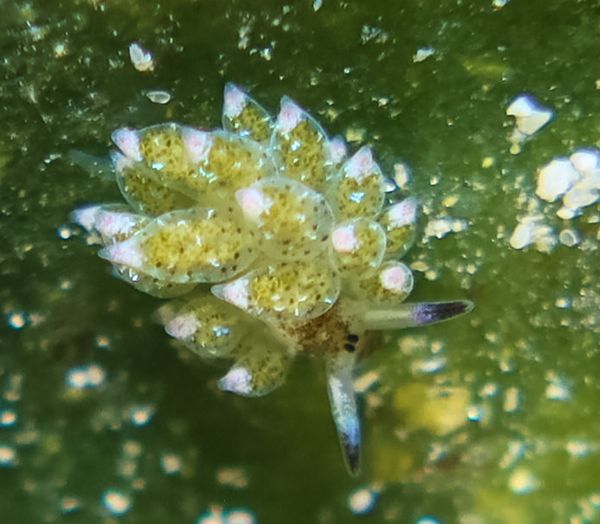 little leaf-sheep - Puerto Galera - 10 June 2025 - Dive 3
