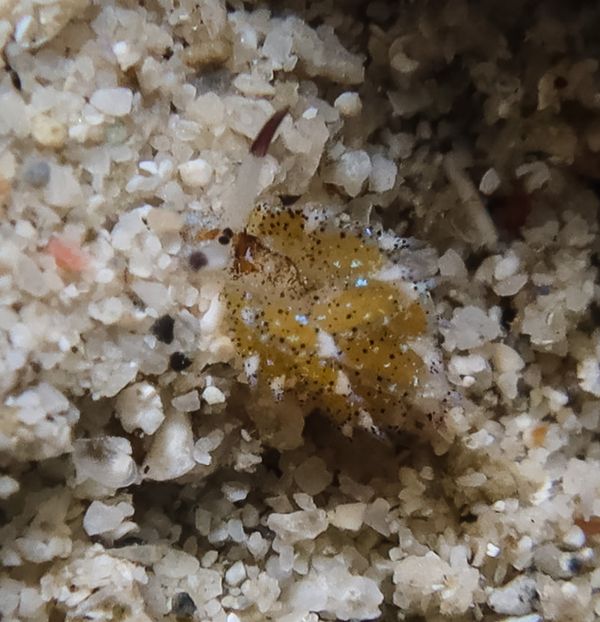 little leaf-sheep - Puerto Galera - 10 June 2025 - Dive 3