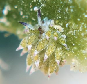 little leaf-sheep