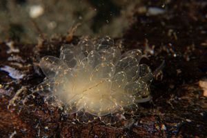Cyerce basi