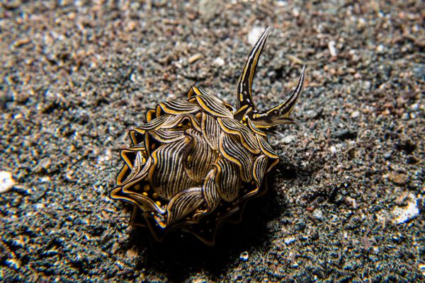 Tiger Butterfly Sea Slug - Photo 2