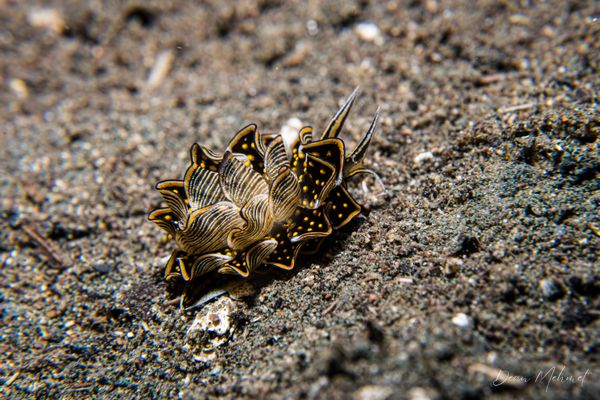 Tiger Butterfly Sea Slug - Photo 3