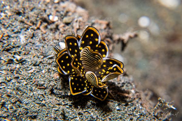 Tiger Butterfly Sea Slug - Photo 4