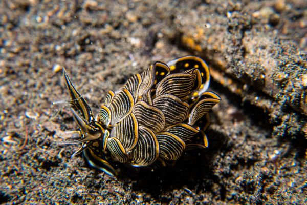 Tiger Butterfly Sea Slug - Photo 5