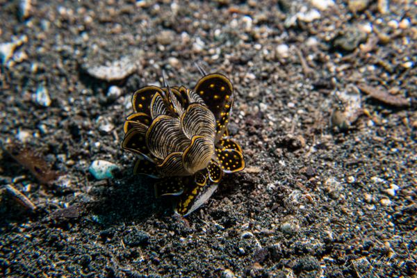 Tiger Butterfly Sea Slug - Photo 6