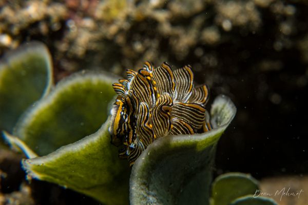 Tiger Butterfly Sea Slug - Photo 7