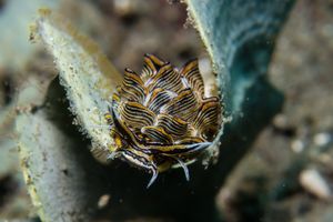 Sacoglossans representative species