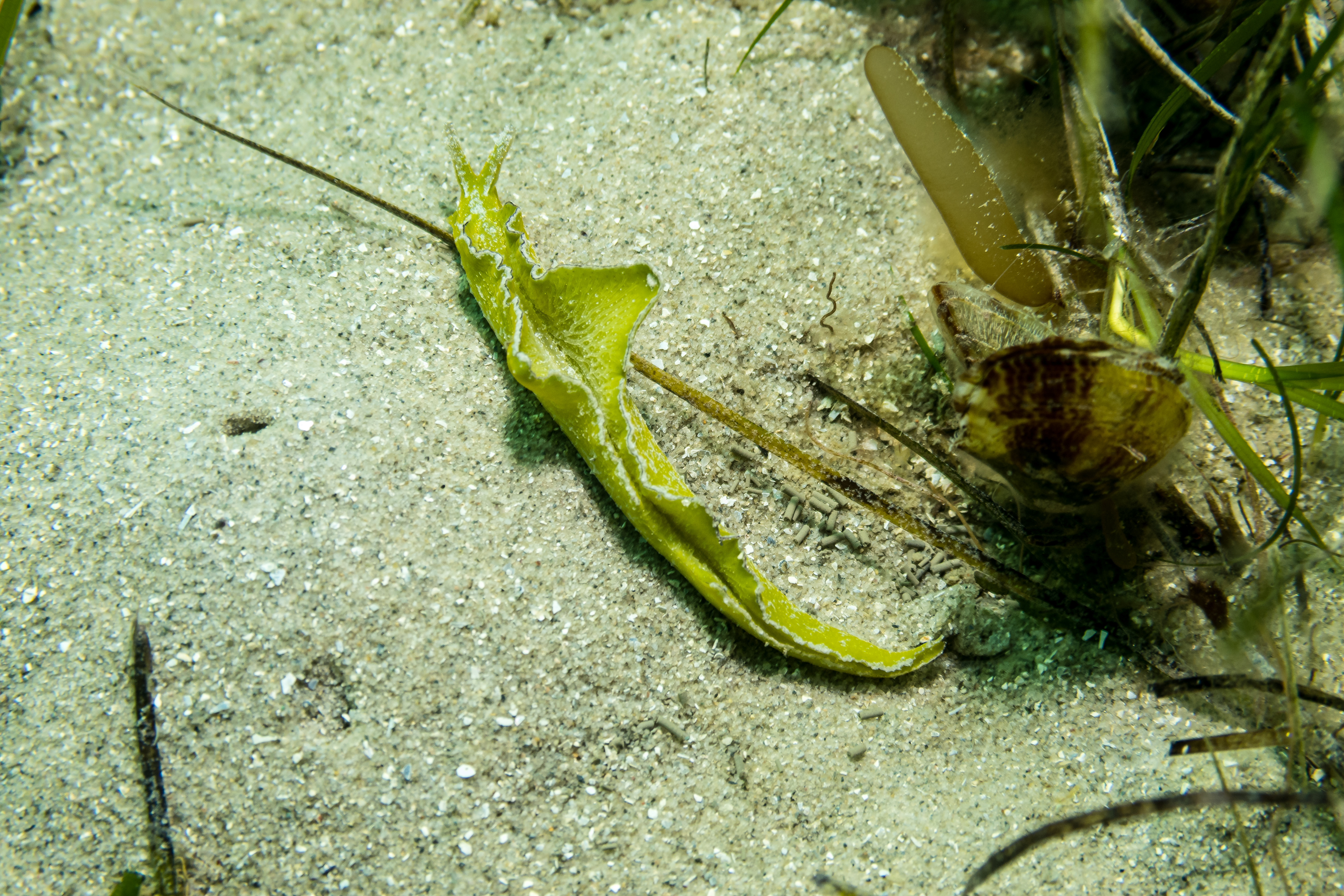 Black-margined sea slug
