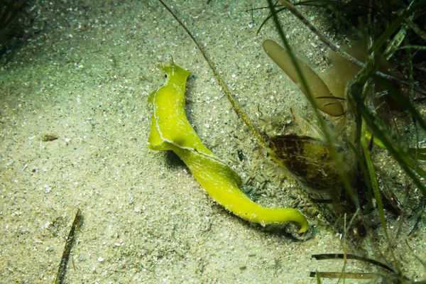 Black-margined sea slug - Photo 1