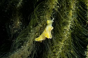 Black-margined sea slug