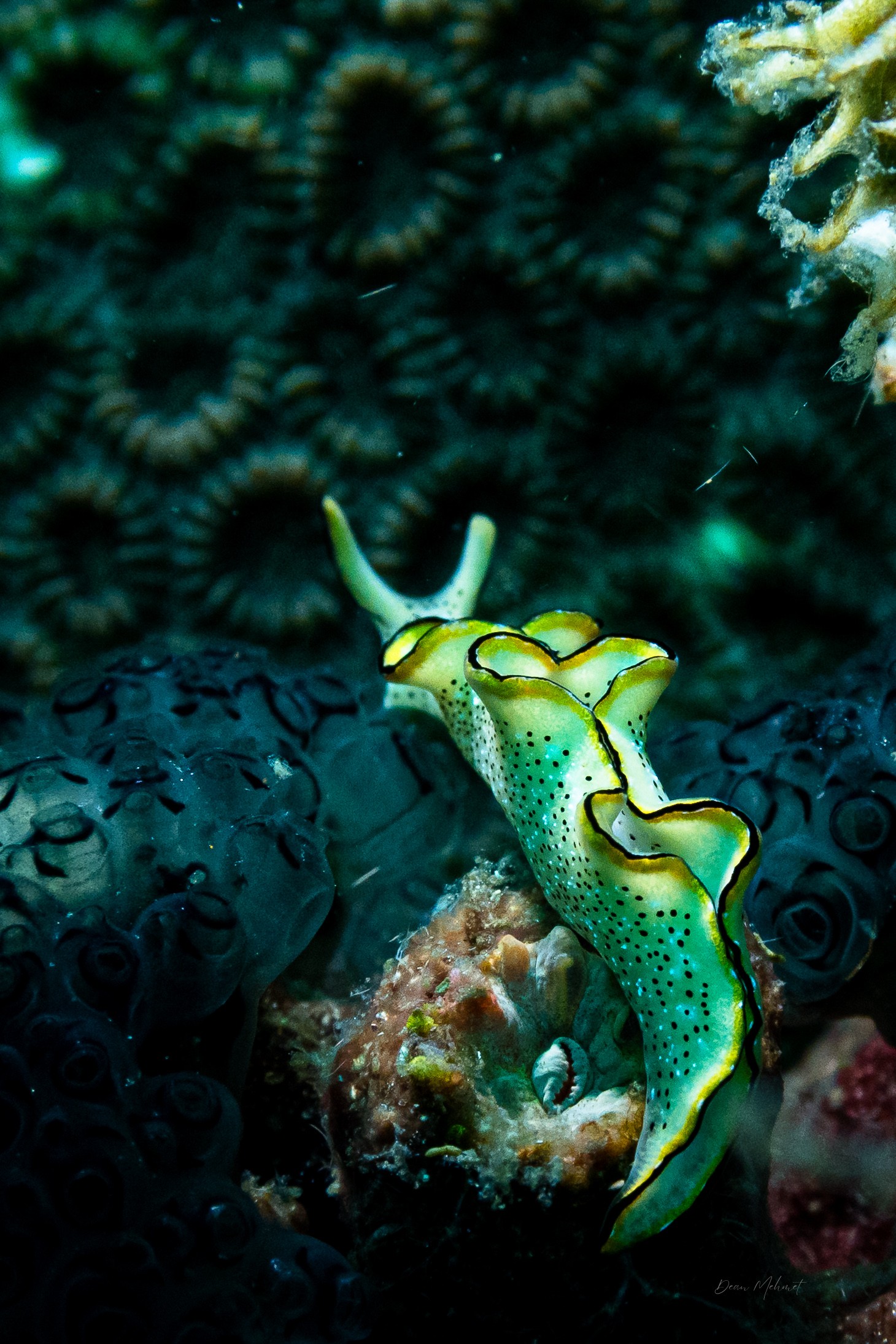 Elysia marginata