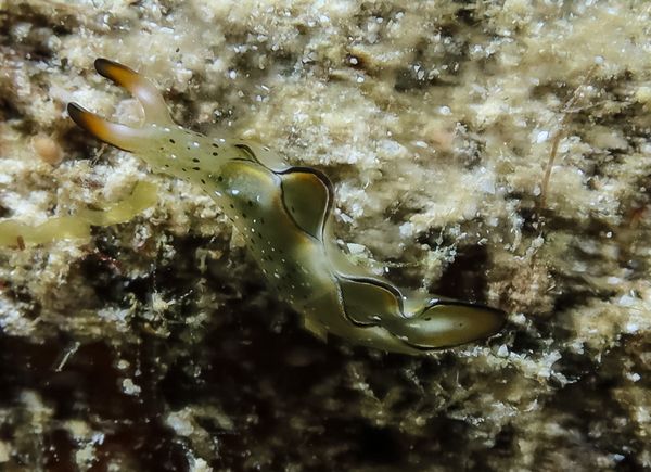 Elysia marginata - Puerto Galera - 9 June 2025 - Dive 0