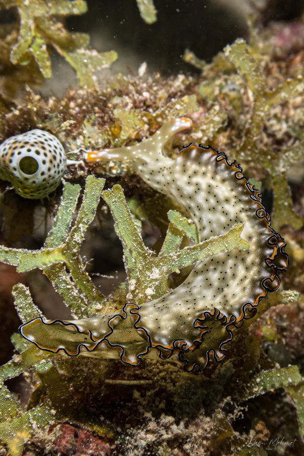 Elysia marginata - Photo 4