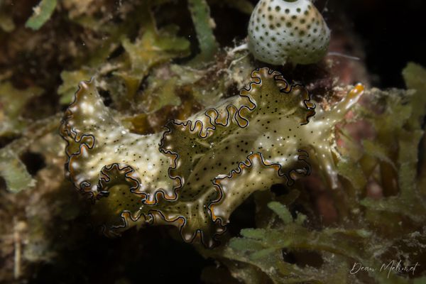 Elysia marginata - Photo 5