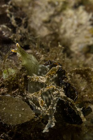 Elysia marginata
