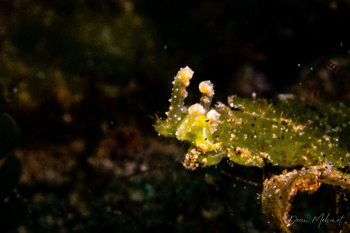 Lobiger viridis