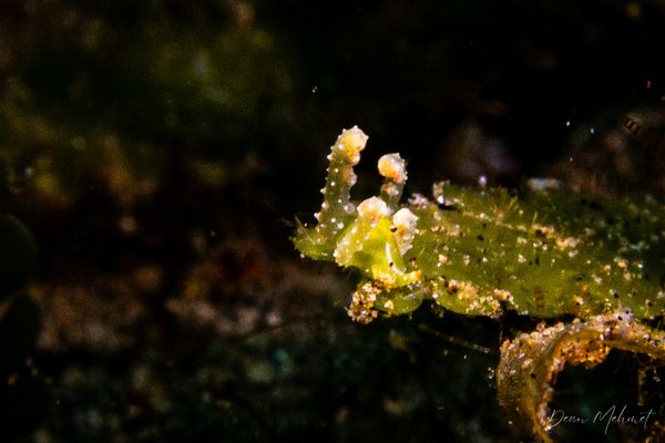 Lobiger viridis - Photo 1