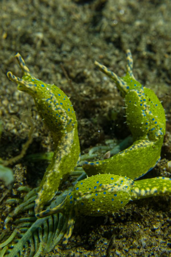 Oxynoe viridis - Photo 1
