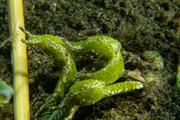 Oxynoe viridis - Photo 2