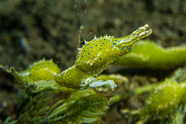Oxynoe viridis - Photo 3